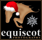 EQUINE PORTRAIT portfolio