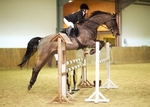 LINK TO - NorcoteEC Sun17thFeb'13 Unaff.ShowJumping portfolio