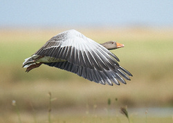 Greylag Goose portfolio