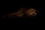 Sepia Tone portfolio
