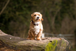 Oliver's Doggy Photoshoot portfolio