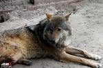 46. Chernobyl Zoo portfolio