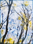 Among the Trees portfolio