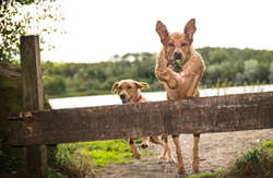 Parker and Penny the Labradors, at Herrington Country Park portfolio