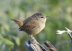 Wren portfolio