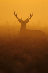 Red Deer portfolio