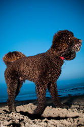 Bruno the Labradoodle portfolio