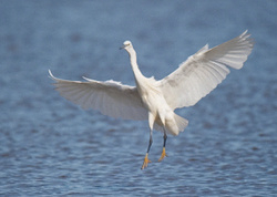 Little Egret portfolio