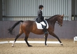 LINK_TO - Northcote Sunday25thAug'13 SummerPtsDressage portfolio