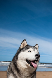 Huskies on the Beach! portfolio
