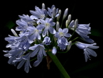 Cultivated Flowers portfolio