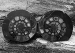 Cut & Polished Whitby Ammonite Pairs portfolio