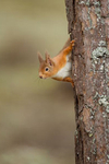 Red Squirrel portfolio