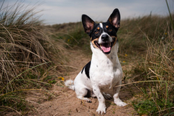 Django the Jack Russell Terrier portfolio