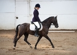 LINK TO - BartonEC Tues5thAug'14 Unaff.Dressage portfolio