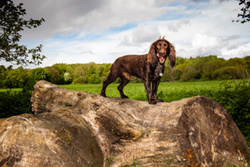 Charlie and Rosie in Durham portfolio