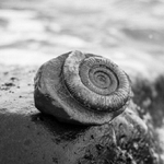 Yorkshire Ammonites portfolio