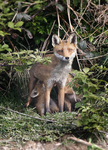 Various Mammals portfolio