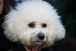 Benji and Teddy the Bichon Frises portfolio