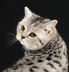 Catershan British Shorthairs portfolio