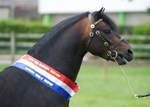 LINK TO - DartmoorPonySociety NorthernShow 22ndJune'13 portfolio