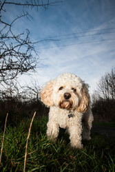 Max, the Cavichon portfolio