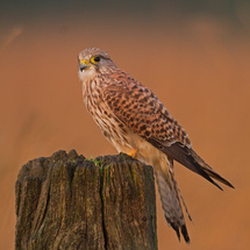 Kestrels portfolio