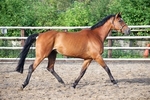 LINK TO - Crosshills_Farm/Stables Sat18thAug'12_PM portfolio