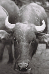 Water Buffaloes portfolio