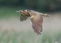 Bittern portfolio
