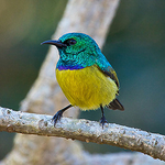 African Birds portfolio