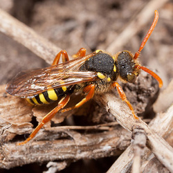 Nomada goodeniana
