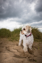 Maud, the Bichon-Shih Tzu Cross. portfolio