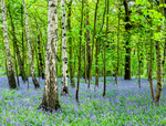 Other Cheshire Locations portfolio