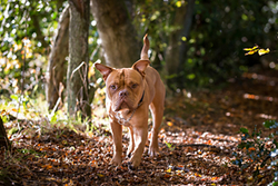 Mango and friends have a Hairy Dog Photography session portfolio