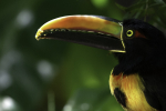 Birds of Costa Rica and Mauritius portfolio