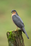 Sparrowhawk portfolio