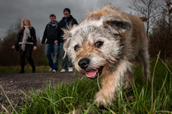 Harvey the Border Terrier at Rainton Meadows, Sunderland portfolio