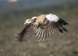 Egyptian Goose portfolio