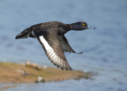 Tufted Duck portfolio