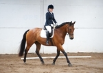 LINK_TO BartonEC Sat10thAug'13 Unaff.Dressage portfolio
