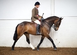 LINK TO - BartonEC Sunday12thMay'13 SummerRidingClub Showing portfolio