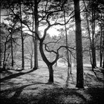 TREES portfolio