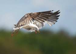 Lesser Black-backed Gull portfolio