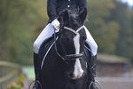 PetPlan Regional Finals at Bicton Oct 21st/22nd