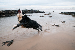 Tess the Collie portfolio