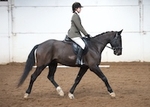 LINK_TO - BartonEC Sat3rdJan'15 Dressage portfolio