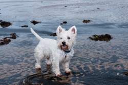 Daisy and Dougal portfolio