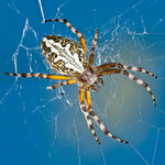 Bugs: Spiders portfolio