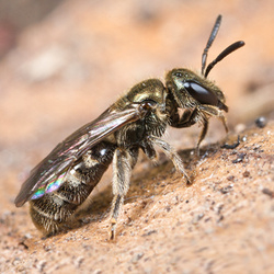 Lasioglossum smeathmanellum